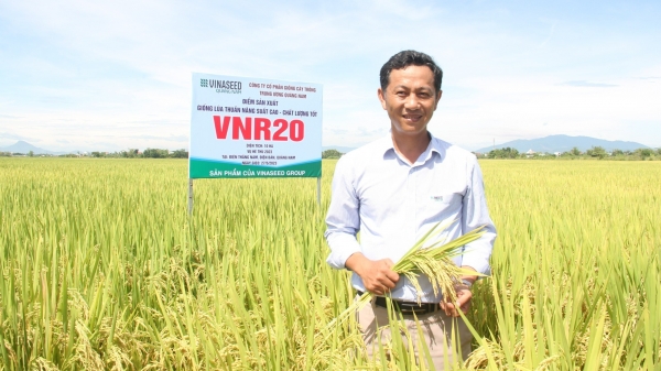 Bộ giống lúa của Vinaseed Group vững vàng trong vụ hè thu