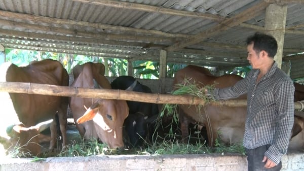 Cải tạo đàn bò địa phương, phát triển đàn bò lai chất lượng cao