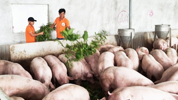 Nông nghiệp nổi bật trong thu hút đầu tư ở Bình Định