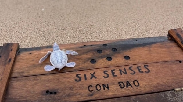 Rùa biển bạch tạng quý hiếm chào đời ở Côn Đảo