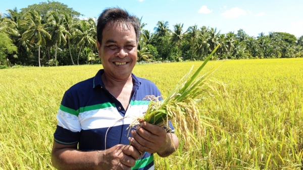 Trồng lúa theo hướng hữu cơ, nông dân lãi 50 triệu đồng/ha