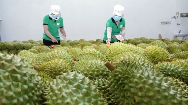 Nâng cao quy chuẩn, chất lượng trái sầu riêng xuất khẩu Trung Quốc