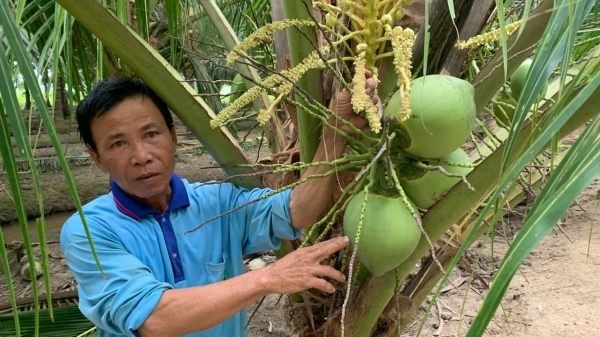Hỗ trợ 100% phí cấp mã số vùng trồng dừa, sẵn sàng cho xuất khẩu