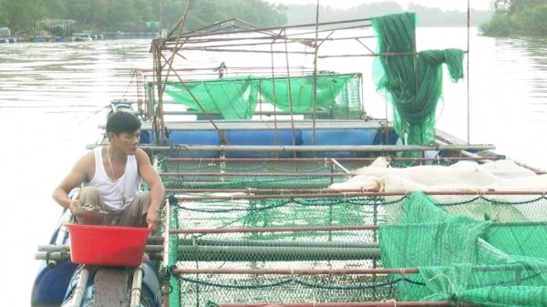 Xây dựng thương hiệu, phát triển bền vững nuôi cá lồng trên sông Kiến Giang