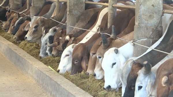 Chăn nuôi đại gia súc áp dụng kinh tế xanh, kinh tế tuần hoàn