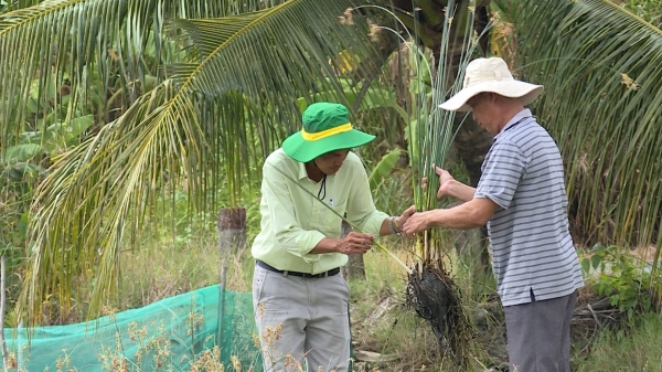 Cải thiện đất nhiễm mặn trong canh tác tôm - lúa
