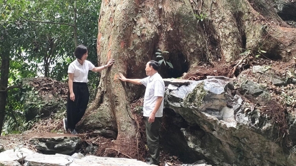 VACNE chứng nhận 2 cây nghiến chu vi 6m là cây di sản Việt Nam