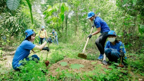 Phục hồi hàng trăm hecta rừng bằng cây bản địa đa tác dụng