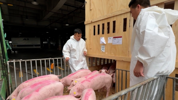 Gần 200 con lợn nái nhập ngoại qua kiểm dịch sân bay Nội Bài