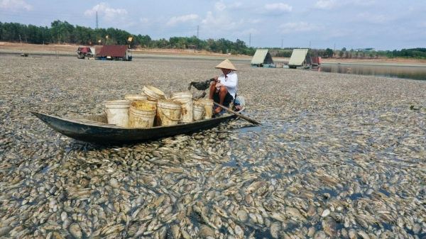 100 tấn cá chết ở hồ Sông Mây: Ô nhiễm môi trường nghiêm trọng