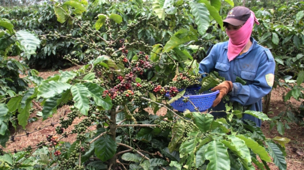 Đăk Lăk xây dựng kế hoạch giúp nông dân thu hoạch cà phê