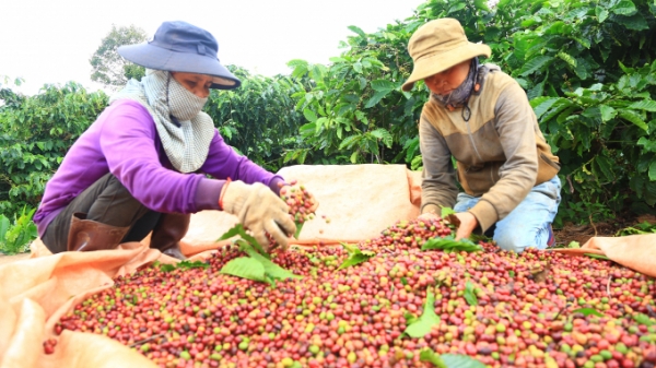 VnSAT giúp người trồng cà phê thay đổi tư duy canh tác