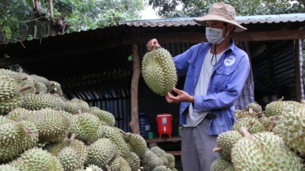 Cấp giấy chứng nhận nhãn hiệu tập thể cho sầu riêng Krông Păc