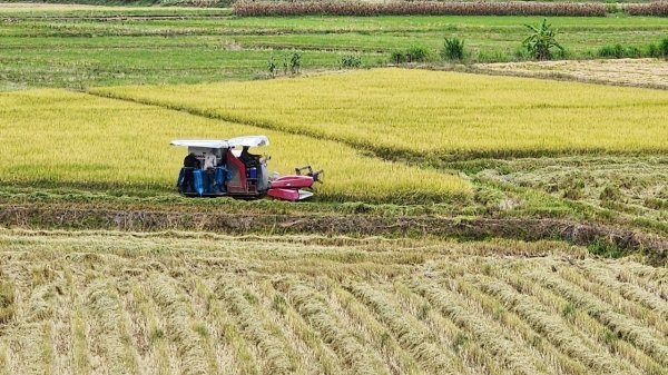 Đắk Lắk tìm giải pháp giảm phát thải, tăng năng suất lúa
