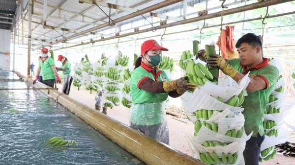 Tín hiệu tích cực xuất khẩu trái cây tại Đắk Lắk