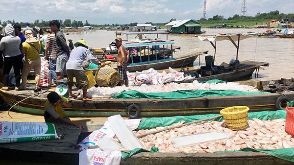 Đồng Nai hỗ trợ gần 26 tỷ đồng cho các hộ dân có cá bị chết