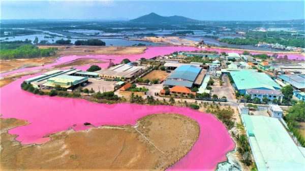 Nguyên nhân nước biến màu hồng tím là do tảo nở hoa