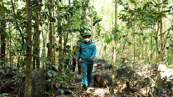 Triển khai nhiều phương án bảo vệ rừng
