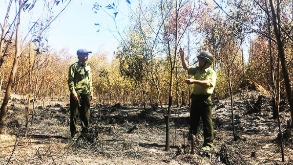 Gần 100 ha rừng bị cháy, nghi ngờ có người đốt