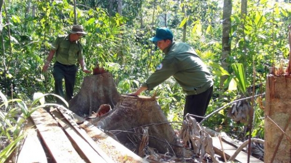 Sớm làm rõ trách nhiệm của chủ rừng, tổ chức, cá nhân có liên quan