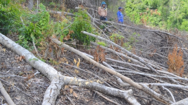 13 cán bộ tham gia phá rừng, lấn chiếm đất lâm nghiệp ở Phú Mỡ