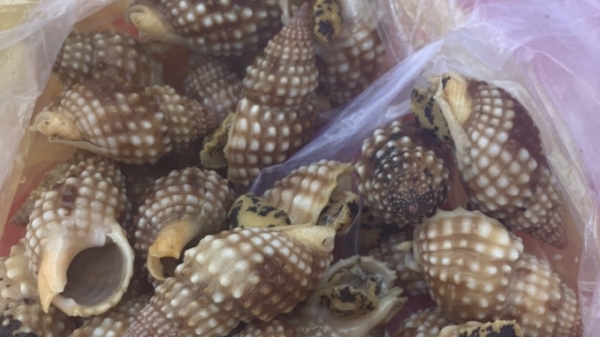 Xác định loài ốc biển khiến 1 người chết, 2 người cấp cứu ở Khánh Hòa