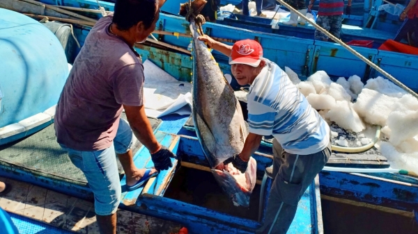 Hàng trăm chủ tàu cá được tập huấn chống khai thác hải sản bất hợp pháp