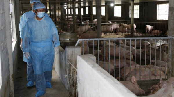 Khánh Hòa giám sát phát hiện sớm, phòng chống dịch tả lợn Châu Phi