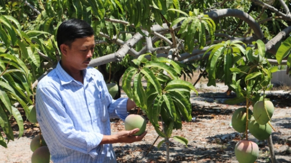 Ngành nông nghiệp Khánh Hòa tăng trưởng âm 4,06% so với năm 2019
