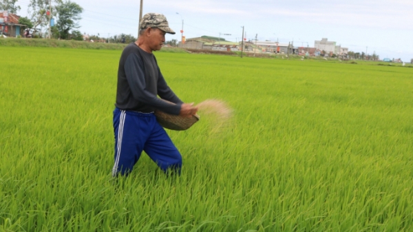 Nông dân Phú Yên chủ động chăm sóc, phòng trừ sâu bệnh hại lúa