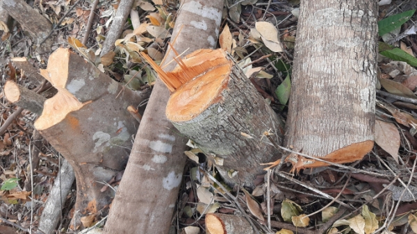 Vụ phá rừng ở Suối Tân có dấu hiệu tội hủy hoại rừng