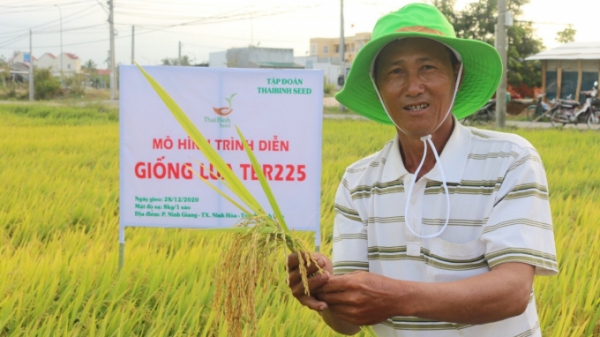 Giống lúa TBR225 liên tiếp cho năng suất cao trên xứ đồng ở Khánh Hòa
