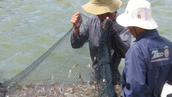 Phú Yên: Tăng cường quản lý môi trường nuôi trồng thủy sản