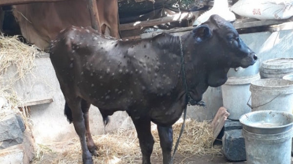 Hơn 2.000 con bò tại Phú Yên bị bệnh viêm da nổi cục