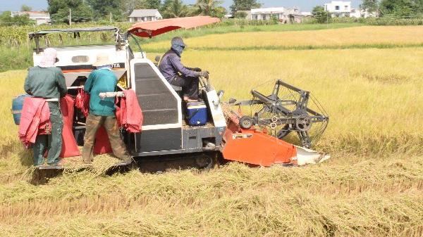Bình Thuận đã thu hoạch trên 76% diện tích lúa hè thu