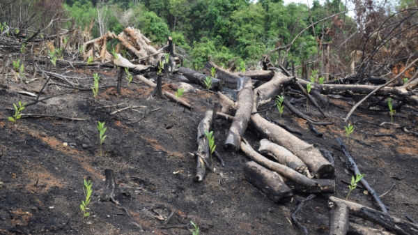 Tỉnh ủy Phú Yên chỉ đạo kiểm tra, xử lý nghiêm các trường hợp phá rừng