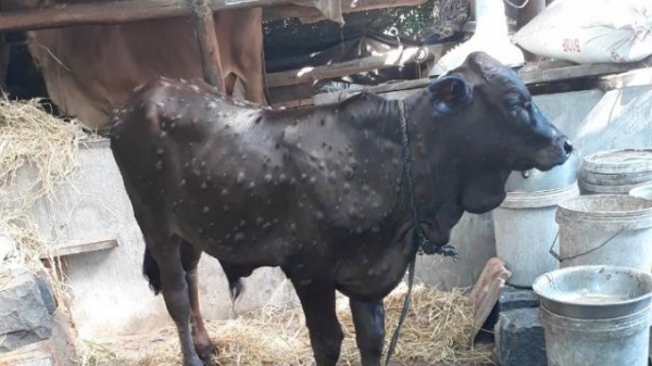 Phú Yên: 30 địa phương hết dịch viêm da nổi cục trên bò