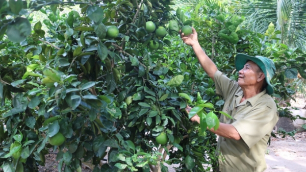 Phú Yên xây dựng vùng cây ăn quả gắn với chế biến hàng hóa