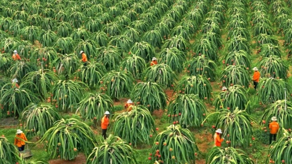 Bình Thuận quy hoạch phát triển ngành nông nghiệp
