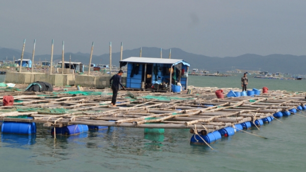 Phú Yên hướng tới phát triển nuôi biển bền vững, hài hòa
