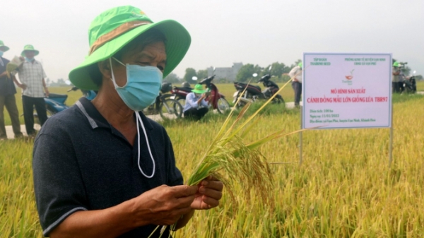 Giống lúa TBR97 chinh phục cánh đồng mẫu lớn ở Khánh Hòa