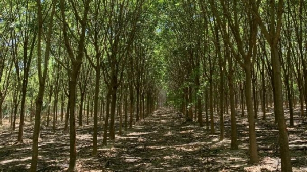 Hiệu quả trong quản lý, nâng cao chất lượng rừng trồng