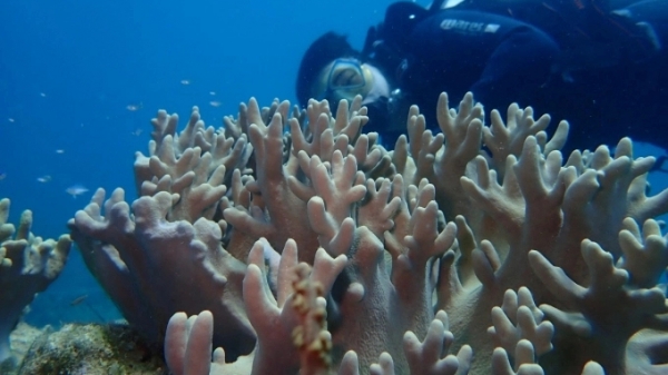Giải pháp phục hồi san hô ở Hòn Mun