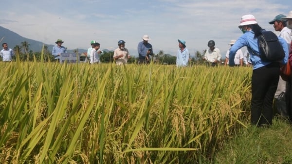 Giống lúa Q5 và Hưng Long 555 trĩu hạt trên đồng đất Khánh Hòa
