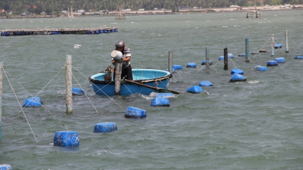 Làm sao tránh sự cố môi trường trong nuôi trồng thủy sản lồng bè