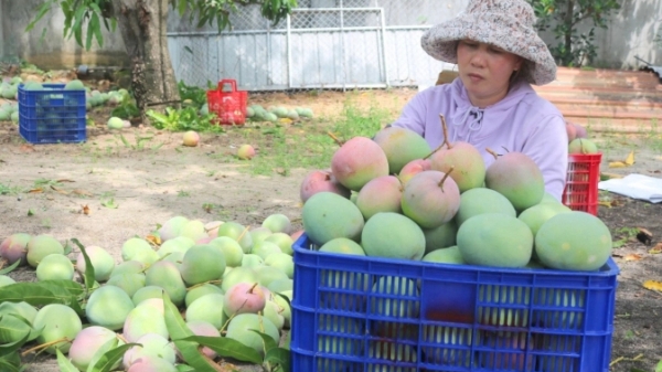 Nông sản chủ lực của Khánh Hòa tiêu thụ gặp nhiều khó khăn