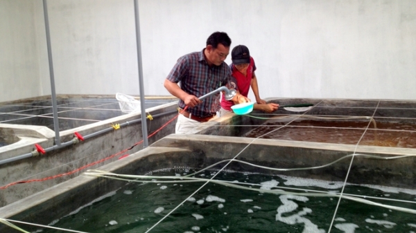 Bình Thuận siết chặt quản lý chất lượng tôm giống