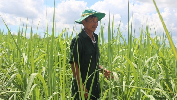 Đường Biên Hòa - Ninh Hòa tiếp tục tung chính sách hỗ trợ người trồng mía