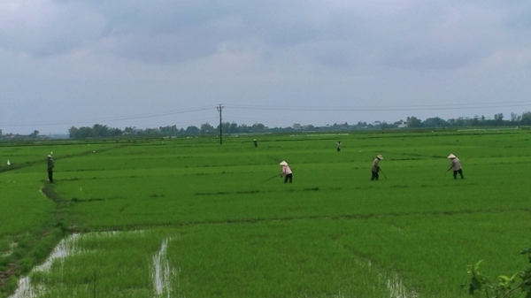 Thời tiết bất lợi nguy cơ phát sinh sâu bệnh hại lúa