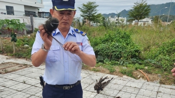 Cần mạnh tay xử phạt nạn săn bắt chim yến ở Khánh Hòa